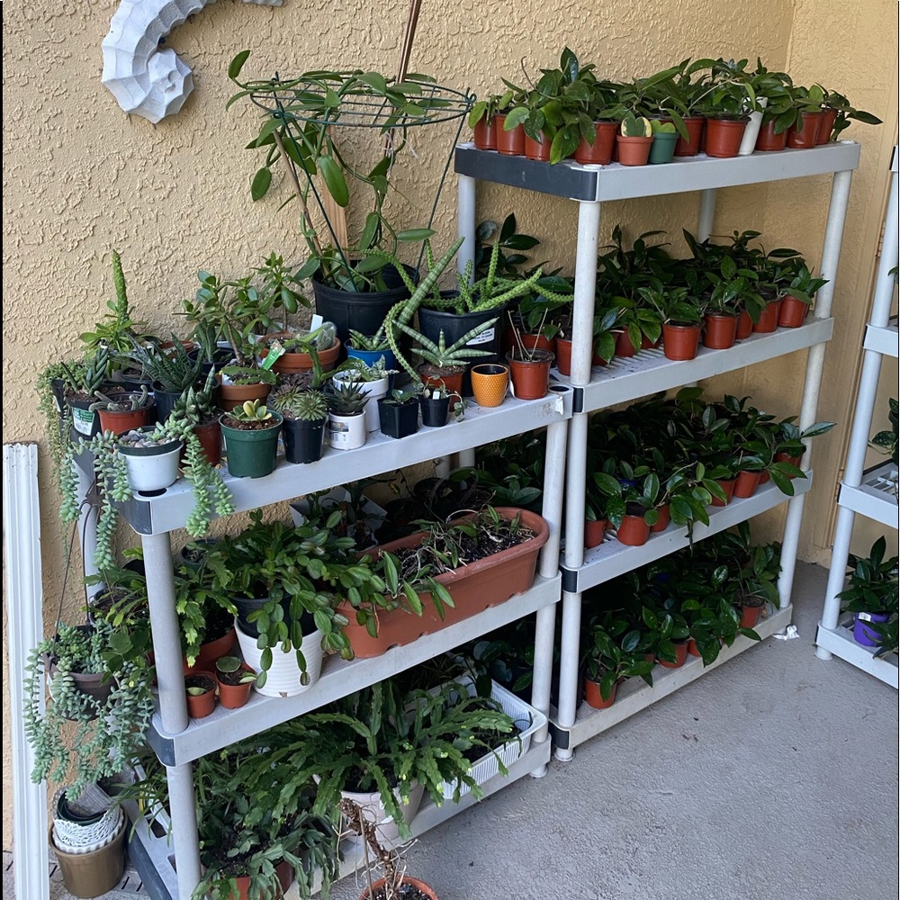 Plants for SALE